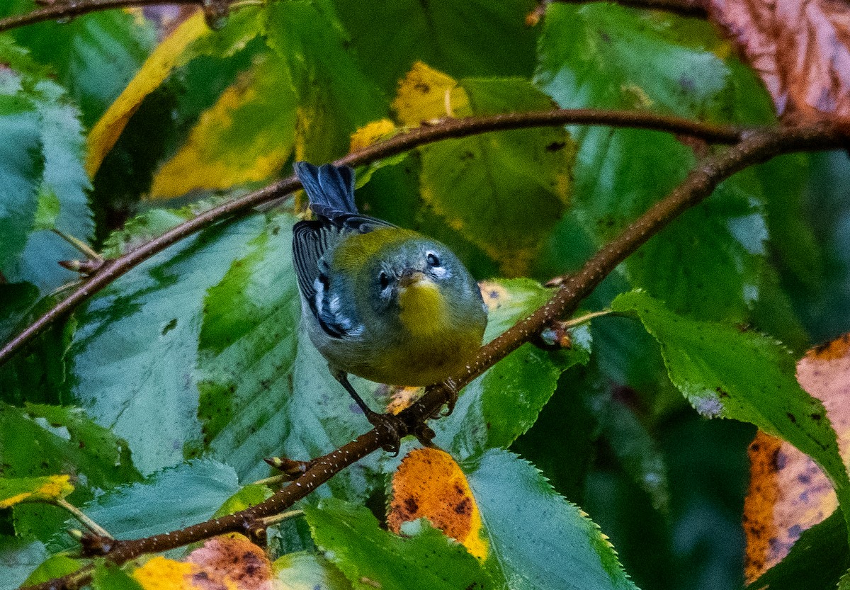 Northern Parula - ML642843244