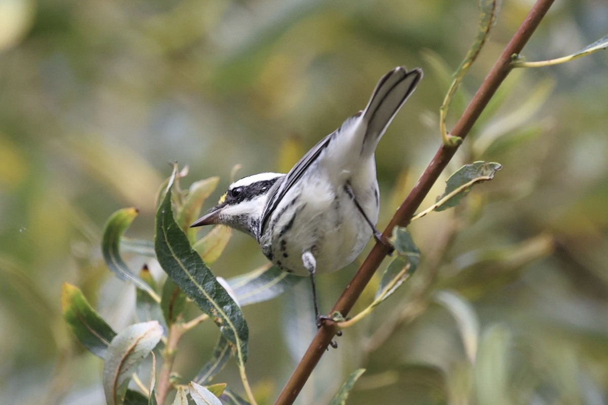 Black-throated Gray Warbler - ML642843245