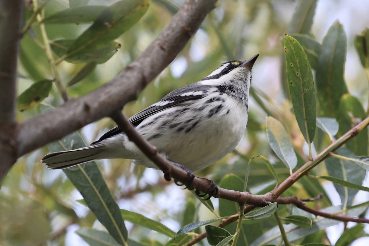 Black-throated Gray Warbler - ML642843246