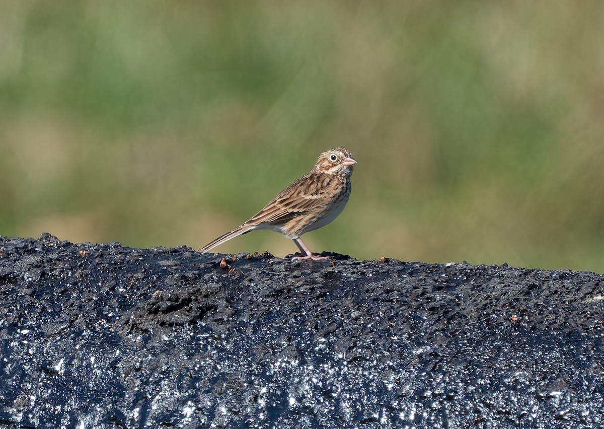 Vesper Sparrow - ML642843248