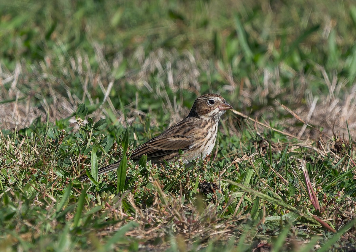Vesper Sparrow - ML642843251