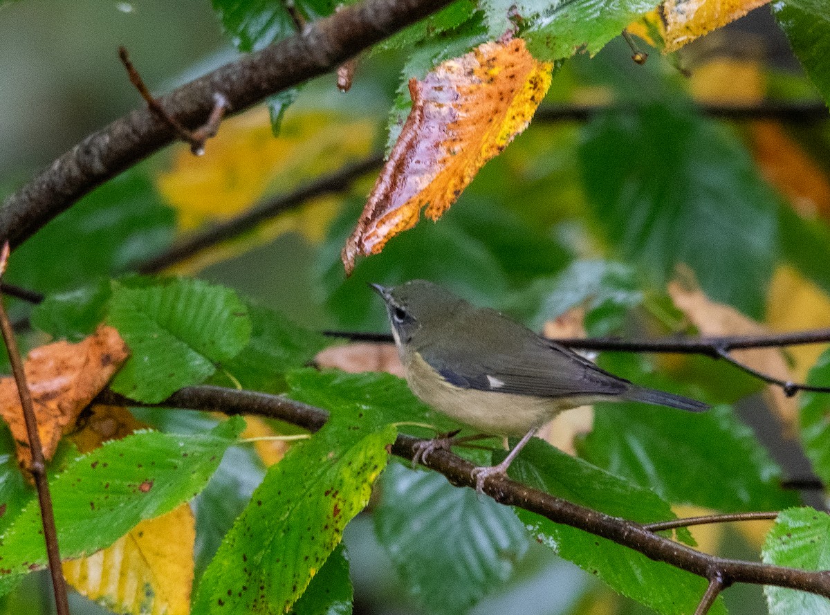 Black-throated Blue Warbler - ML642843252