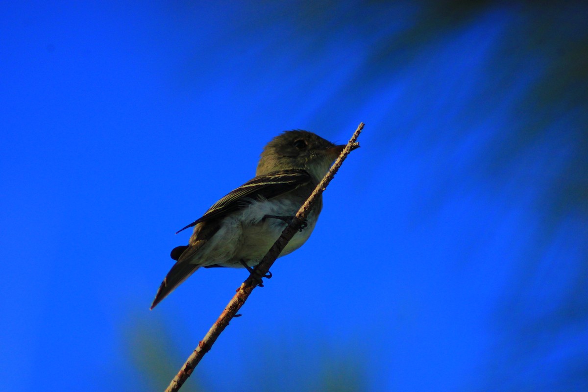 Eastern Wood-Pewee - ML642843253