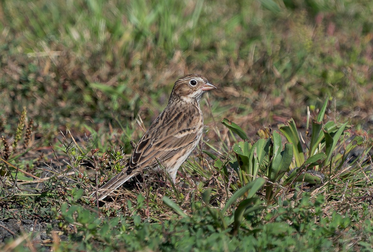 Vesper Sparrow - ML642843255