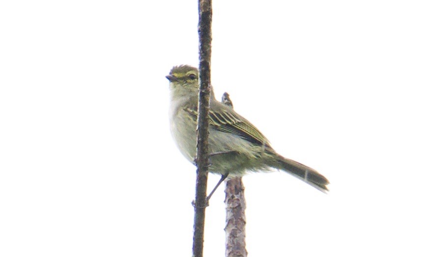 Tyranneau à face d'or - ML642843256