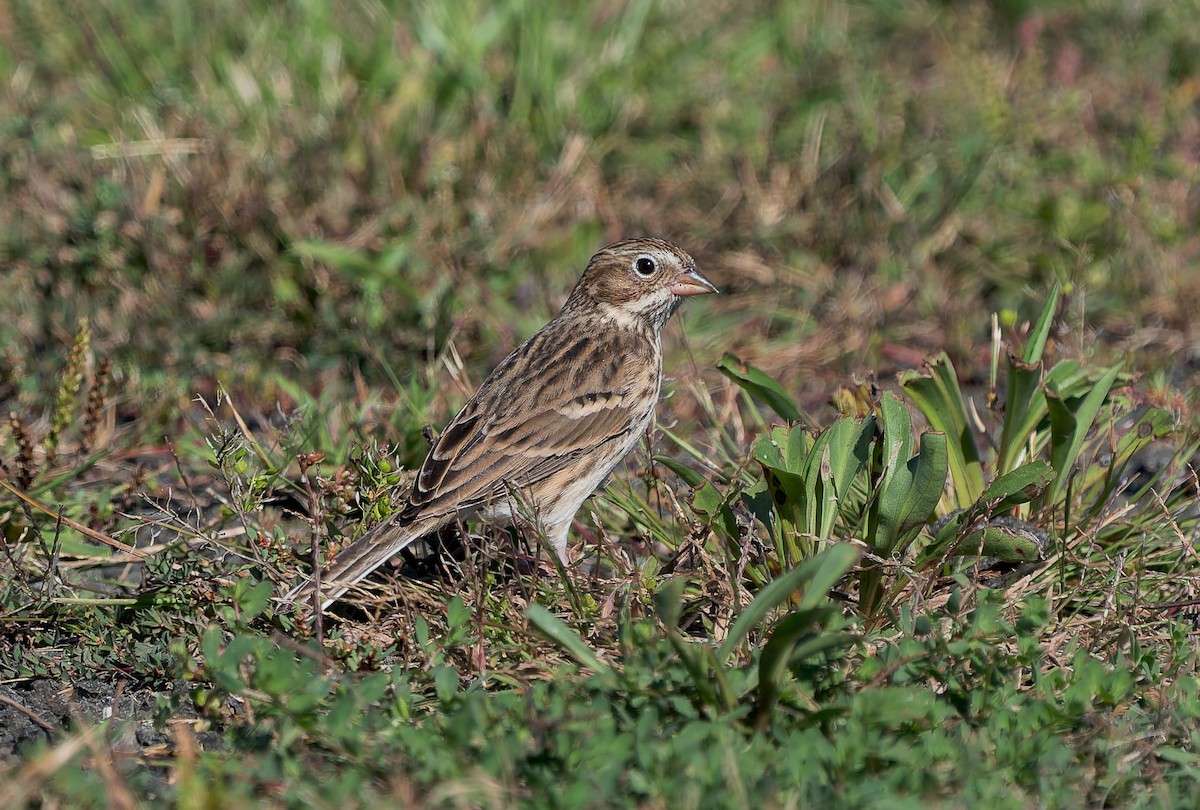 Vesper Sparrow - ML642843257