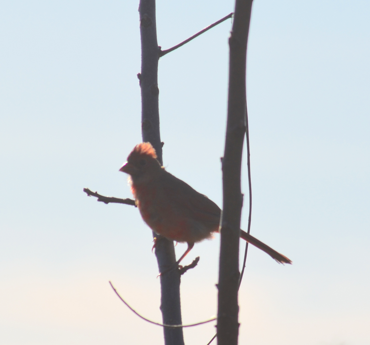 Northern Cardinal - ML642843258