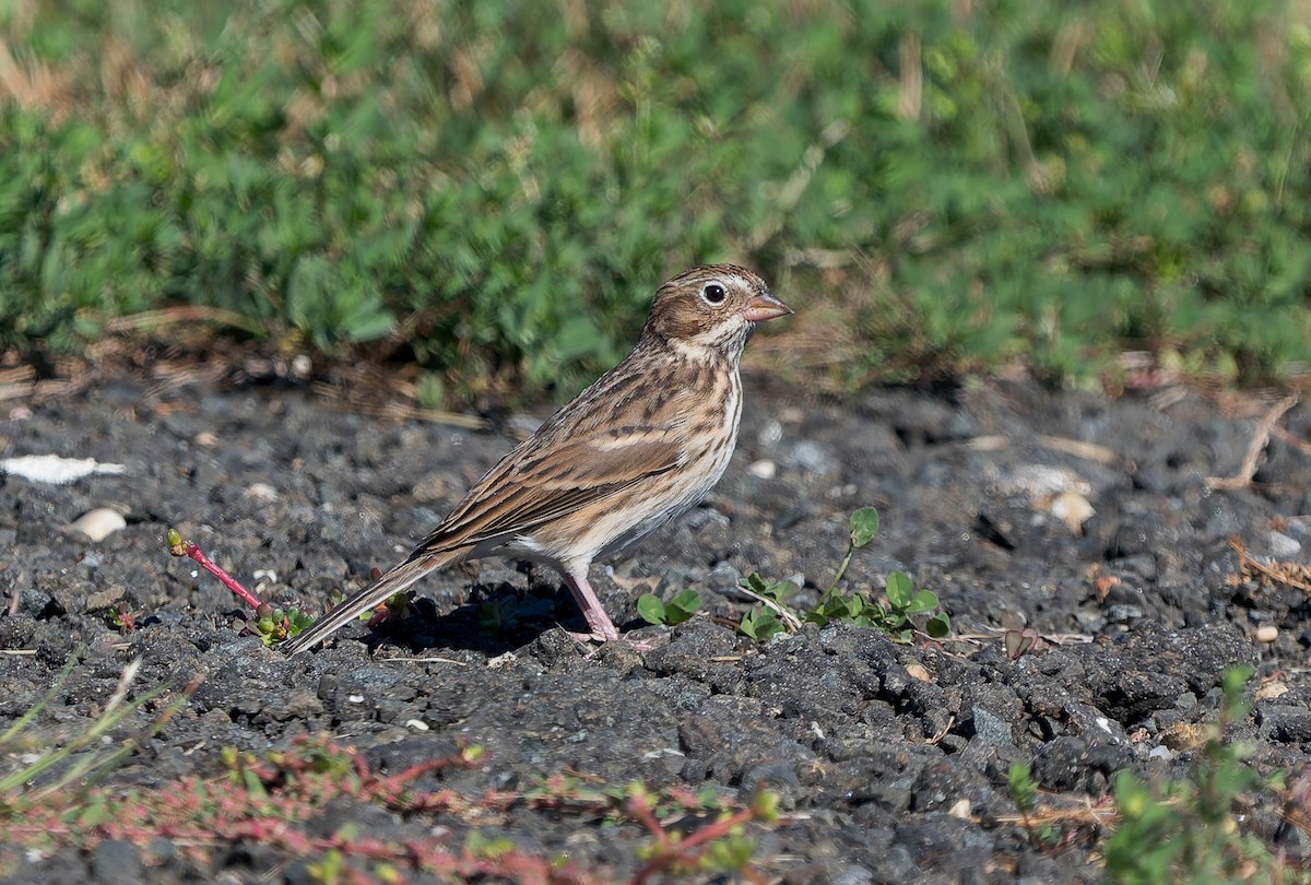 Vesper Sparrow - ML642843260