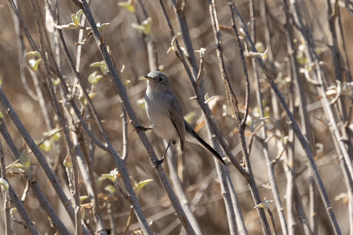 Blue-gray Gnatcatcher - ML642843261