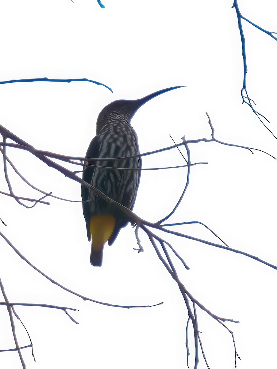 Whitehead's Spiderhunter - ML642843262