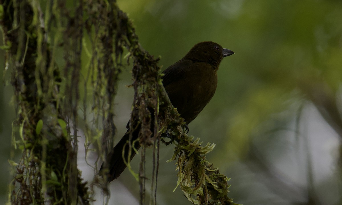 Tawny-crested Tanager - ML642843263
