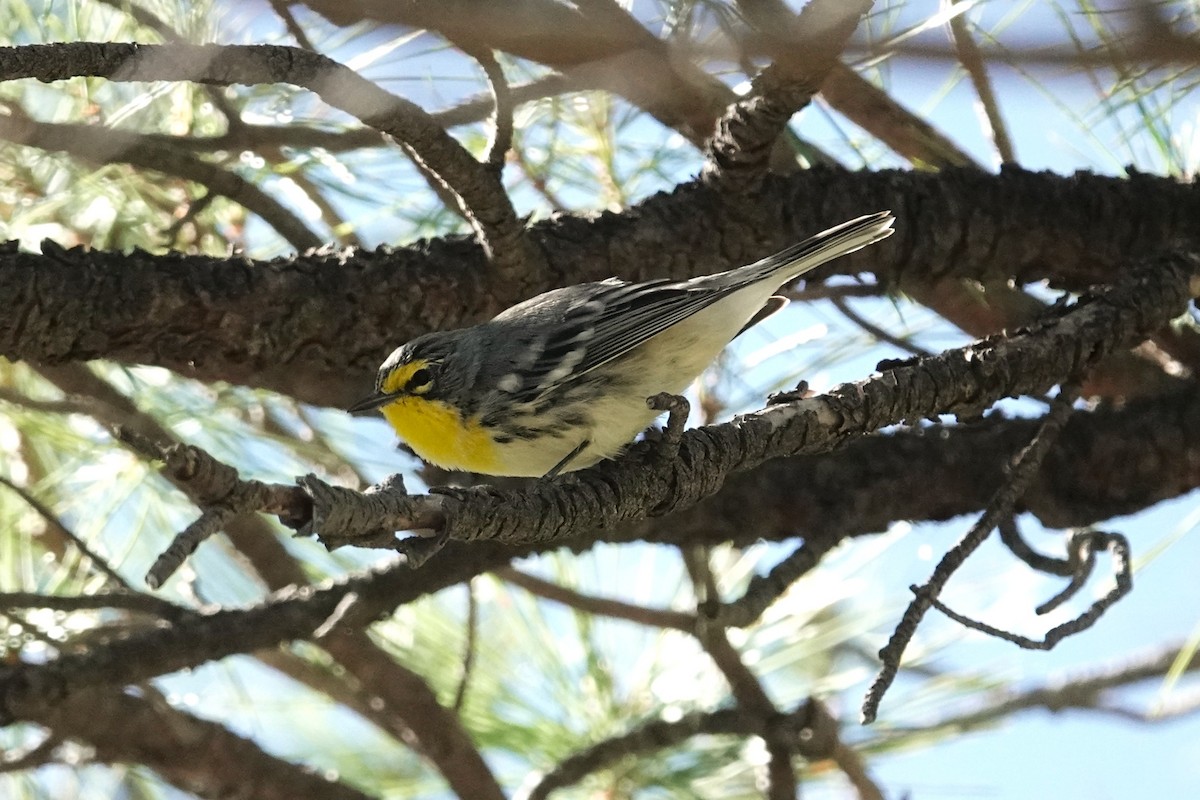 Grace's Warbler - ML642843264