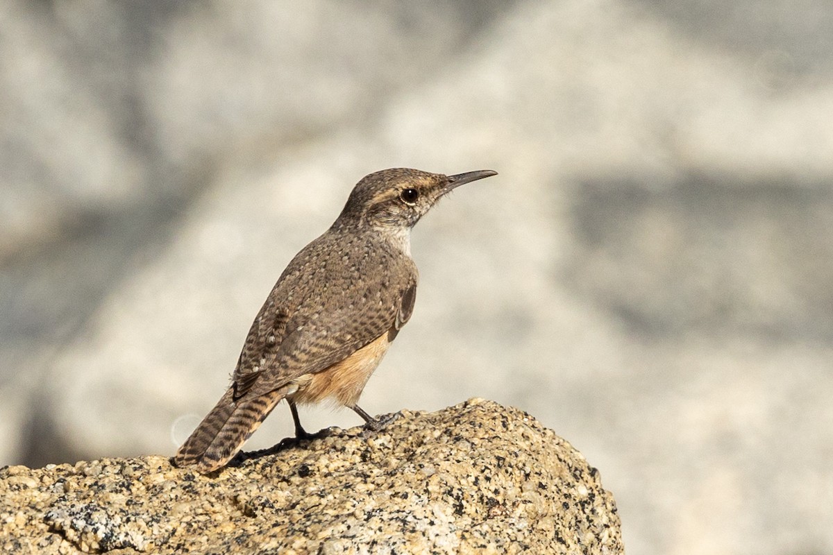Rock Wren - ML642843270