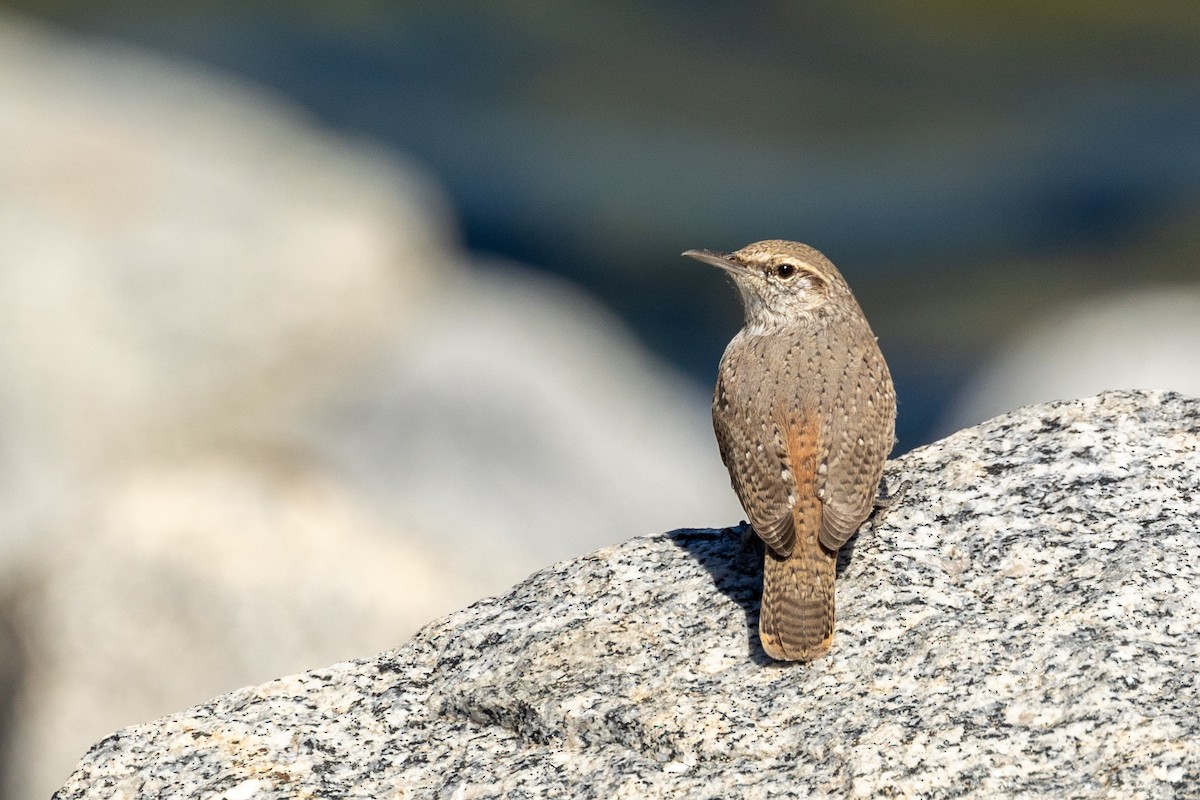 Rock Wren - ML642843271
