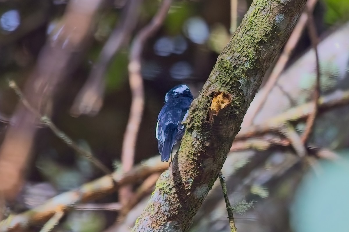 Little Pied Flycatcher - ML642843272