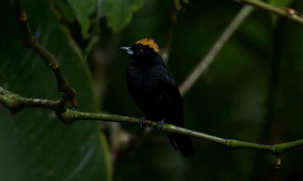 Tawny-crested Tanager - ML642843274