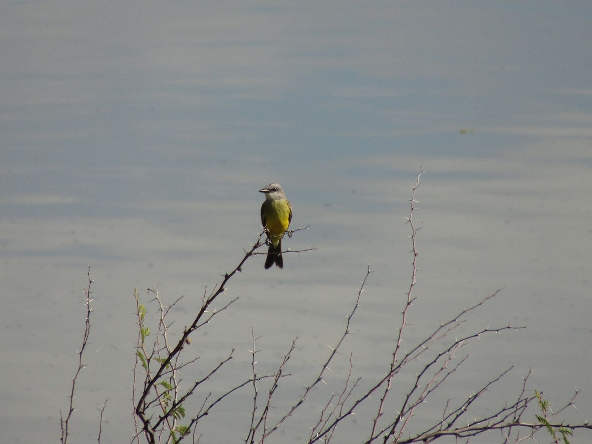 Tropical Kingbird - ML642843278