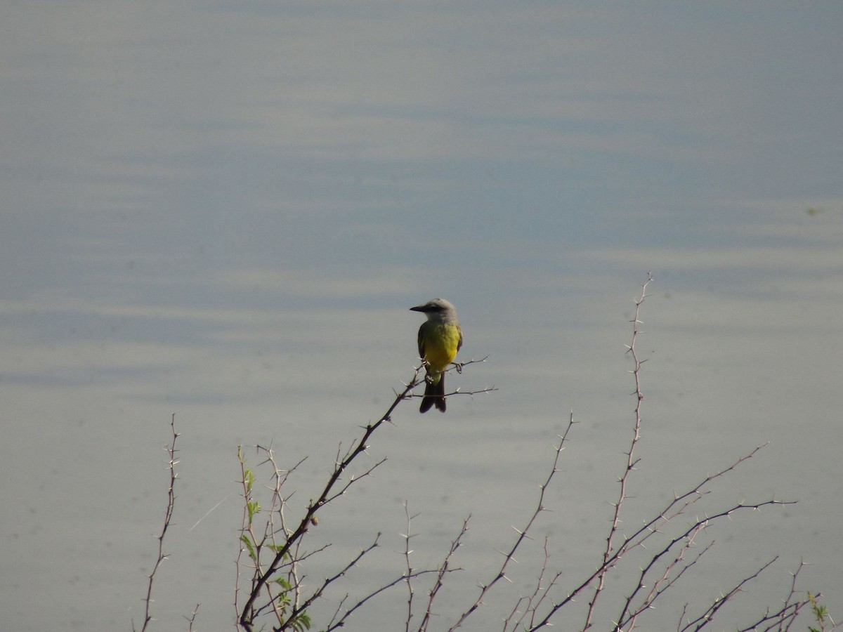 Tropical Kingbird - ML642843279