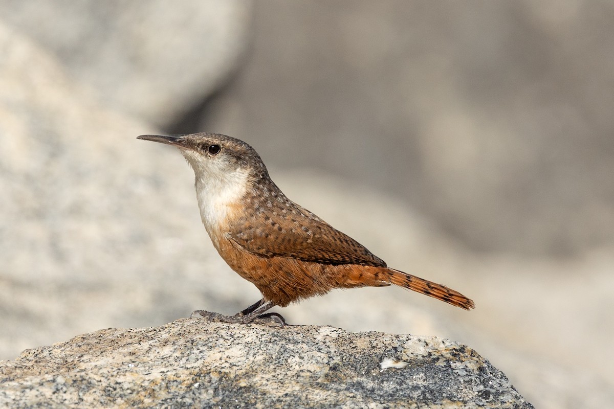 Canyon Wren - ML642843281