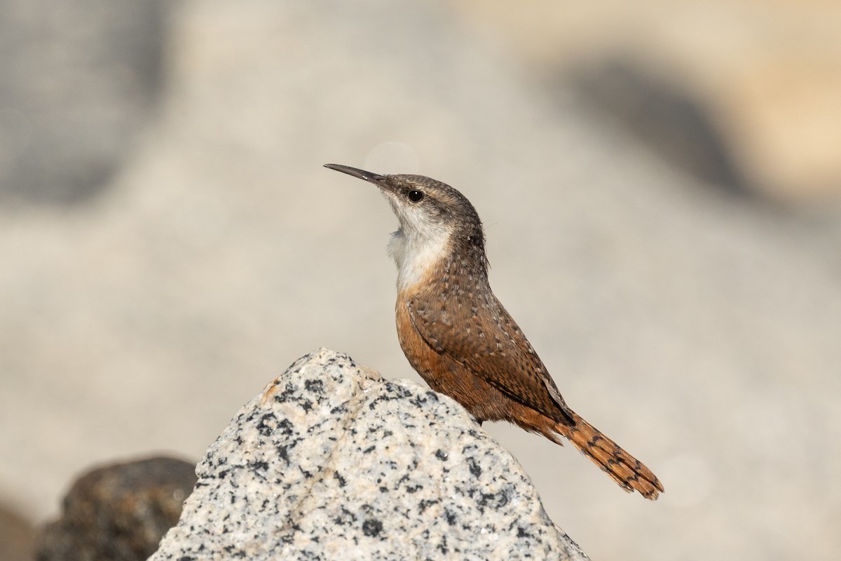 Canyon Wren - ML642843282