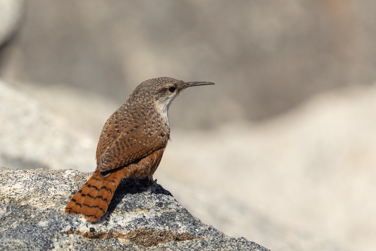 Canyon Wren - ML642843283