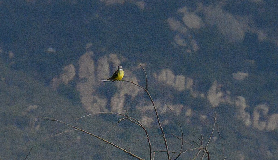 Tropical Kingbird - ML642843290