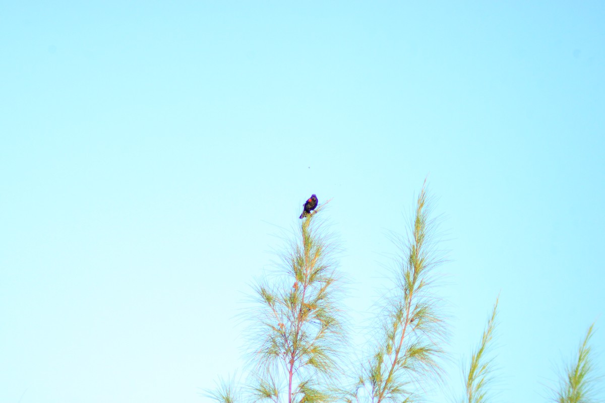 Red-winged Blackbird - ML642843292