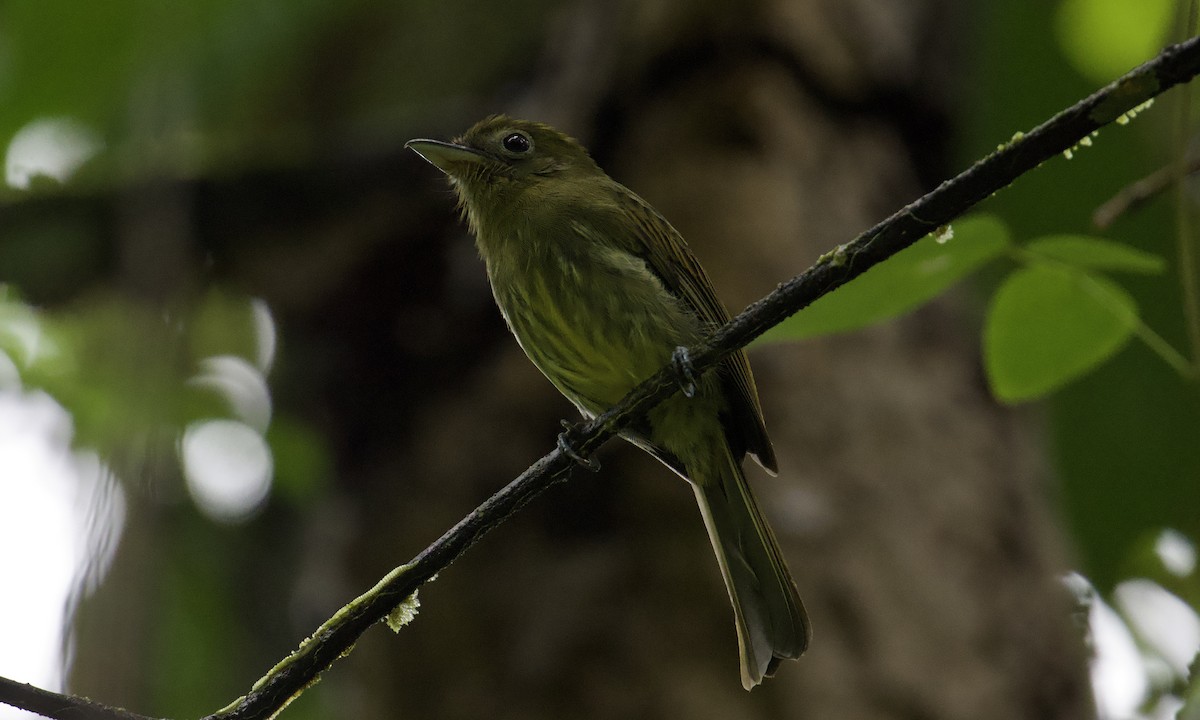 Pacific Flatbill - ML642843294