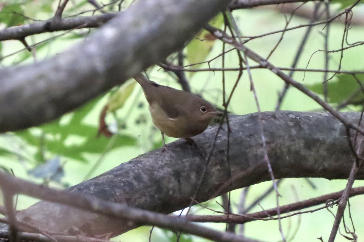 Connecticut Warbler - ML642843295