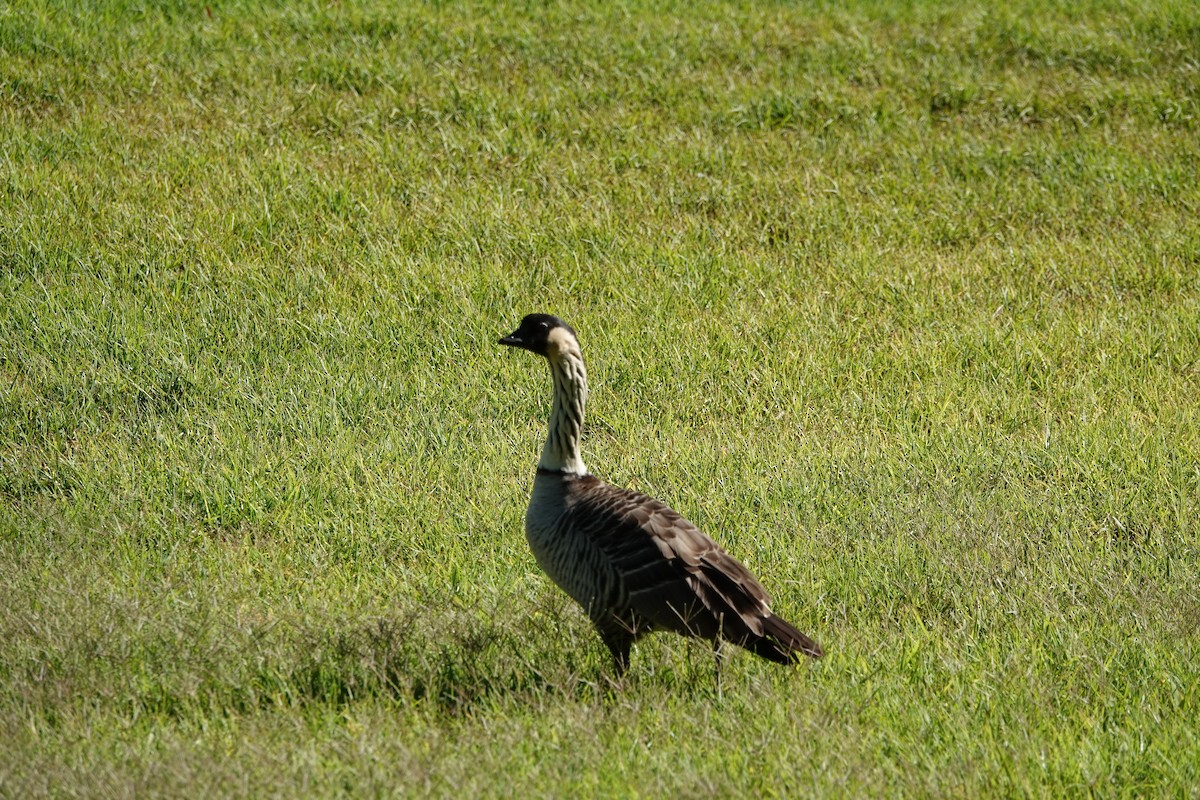 Hawaiian Goose - ML642843296