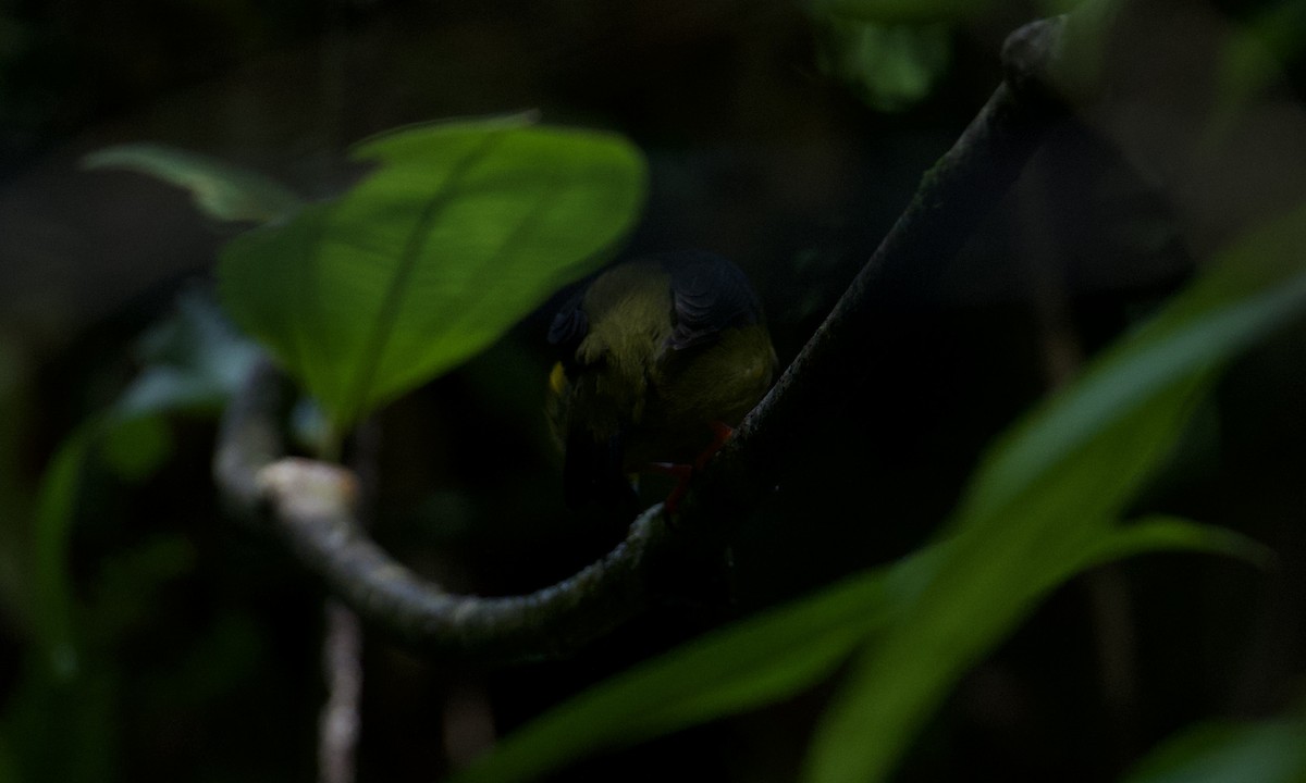 Golden-collared Manakin - ML642843297