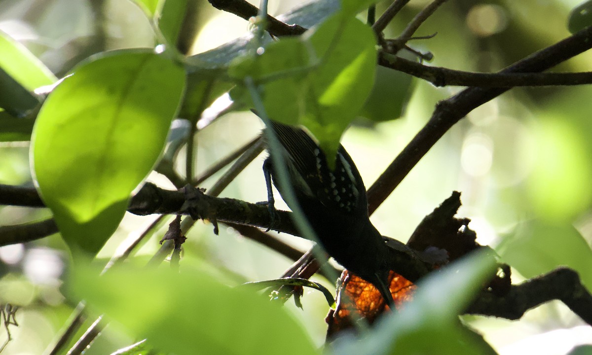White-flanked Antwren - ML642843302