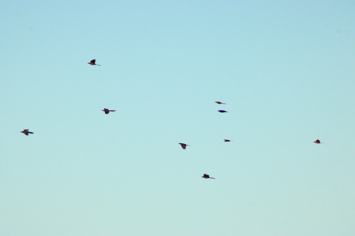 Great-tailed Grackle - ML642843305