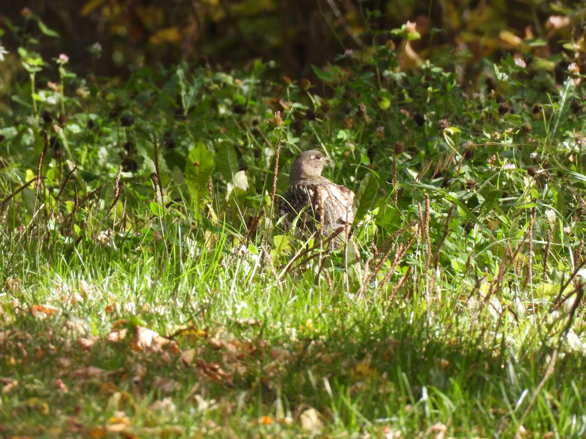 Ruffed Grouse - ML642843311