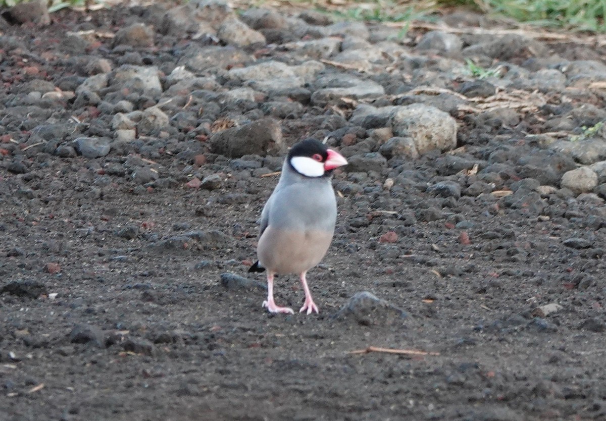 Java Sparrow - ML642843314
