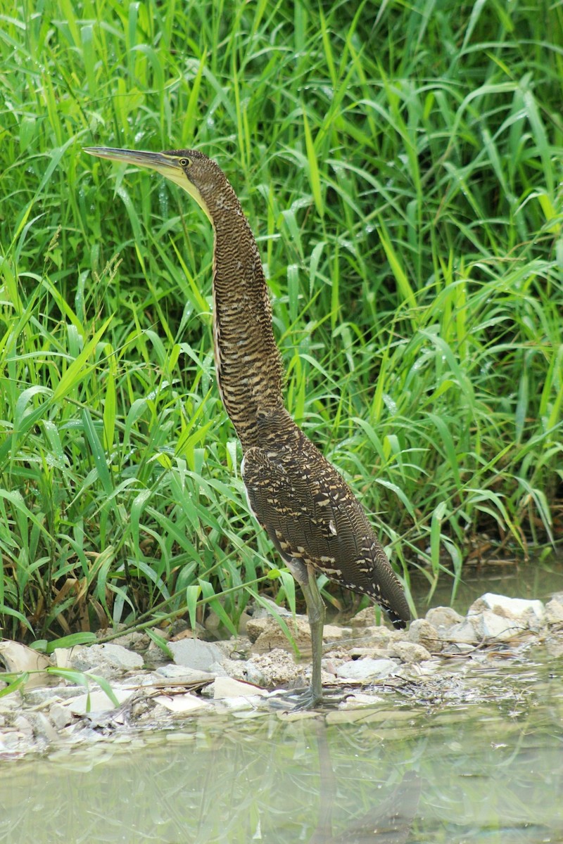 Bare-throated Tiger-Heron - ML642843315