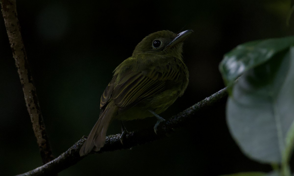 Pacific Flatbill - ML642843316