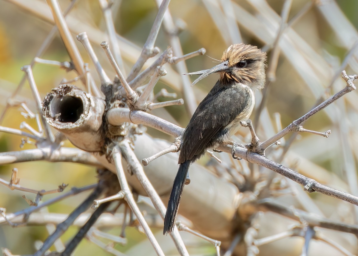 Three-toed Jacamar - ML642843317
