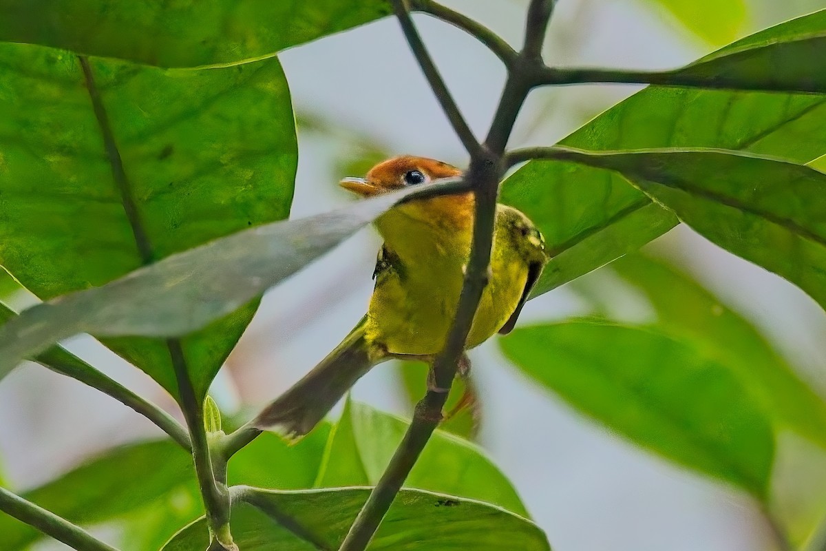 Yellow-breasted Warbler - ML642843318