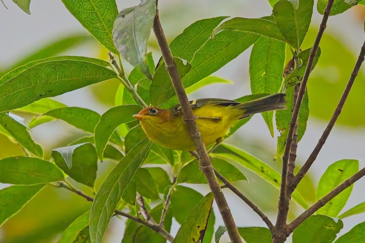 Yellow-breasted Warbler - ML642843319