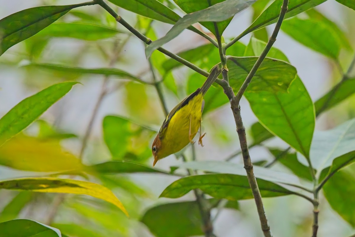 Yellow-breasted Warbler - ML642843320