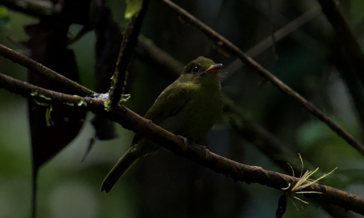 Sapayoa - ML642843325