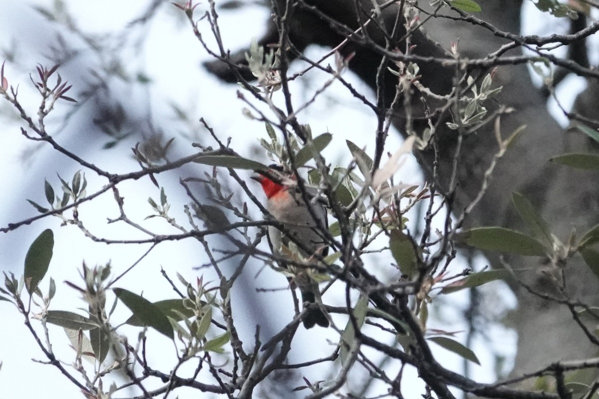 Red-faced Warbler - ML642843331