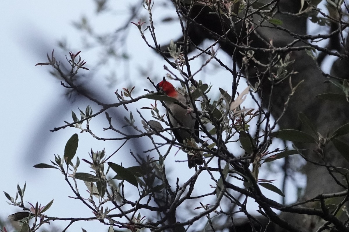 Red-faced Warbler - ML642843332