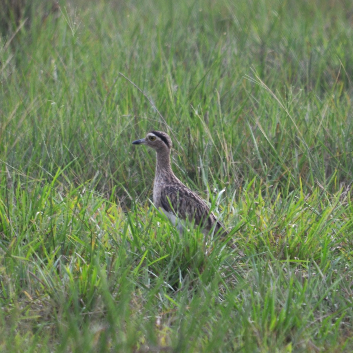Double-striped Thick-knee - ML642843333