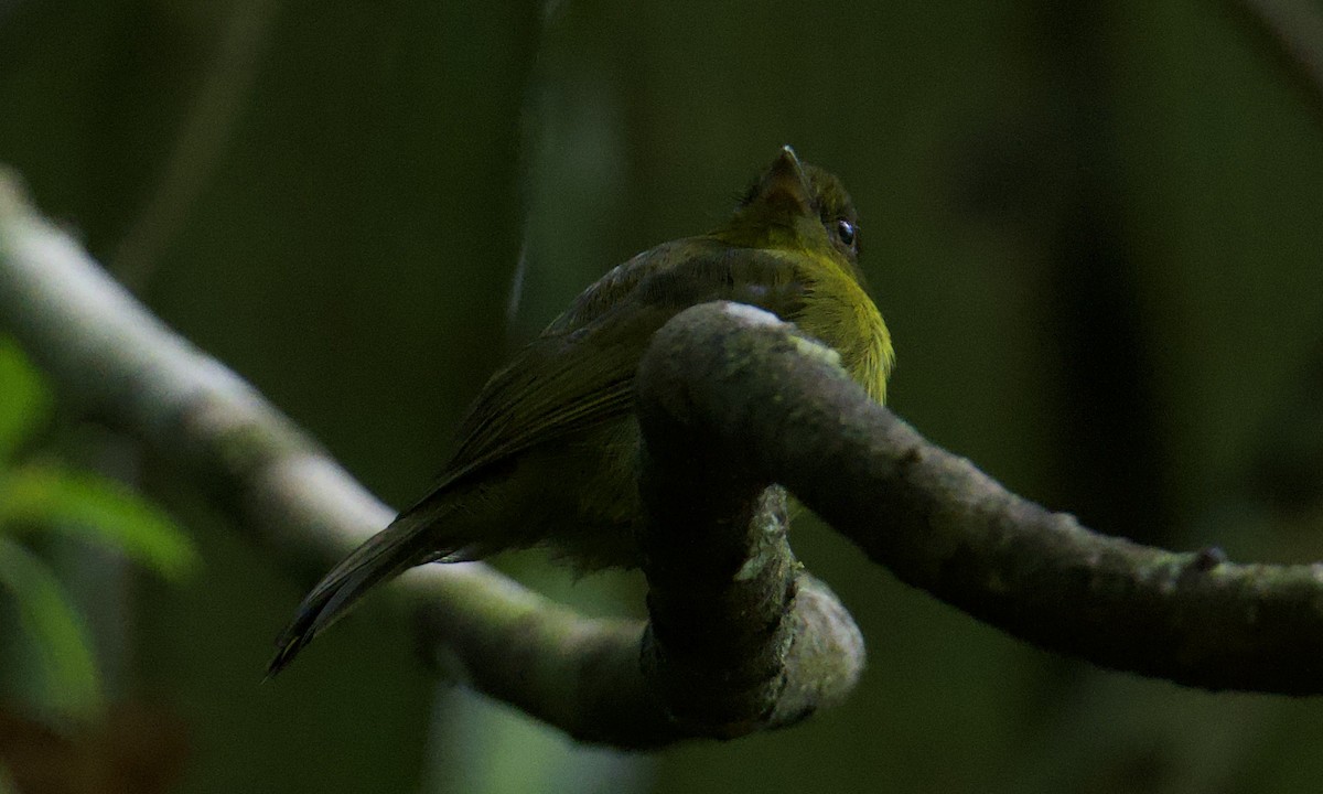 Sapayoa - ML642843334