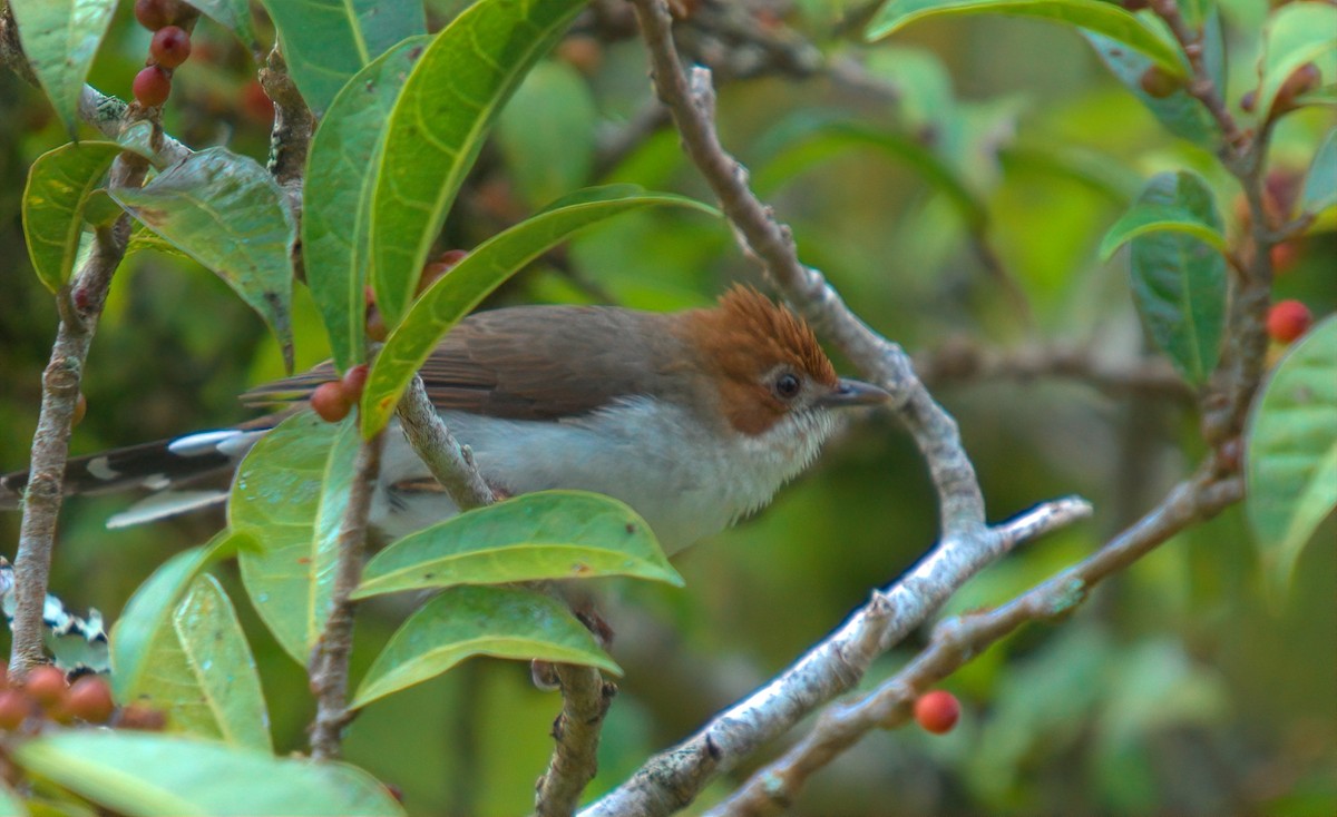 Chestnut-crested Yuhina - ML642843336
