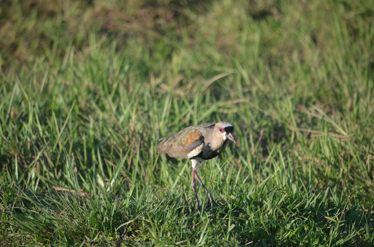 Southern Lapwing - ML642843337