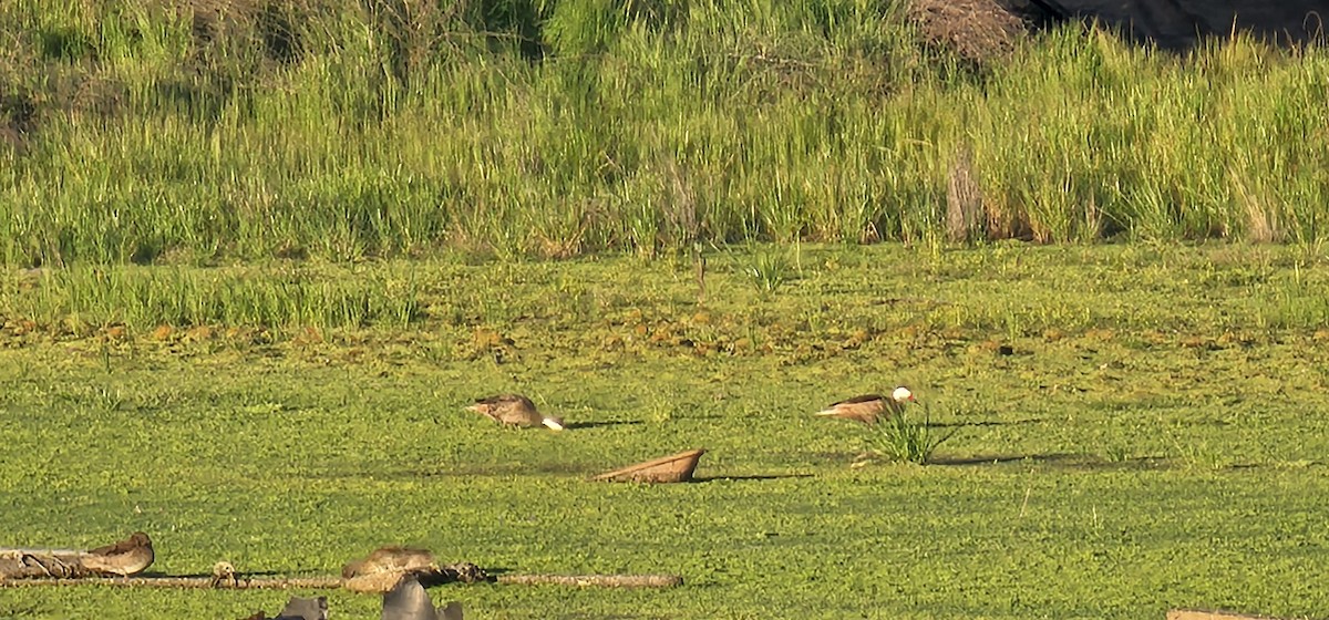 White-cheeked Pintail - ML642843345