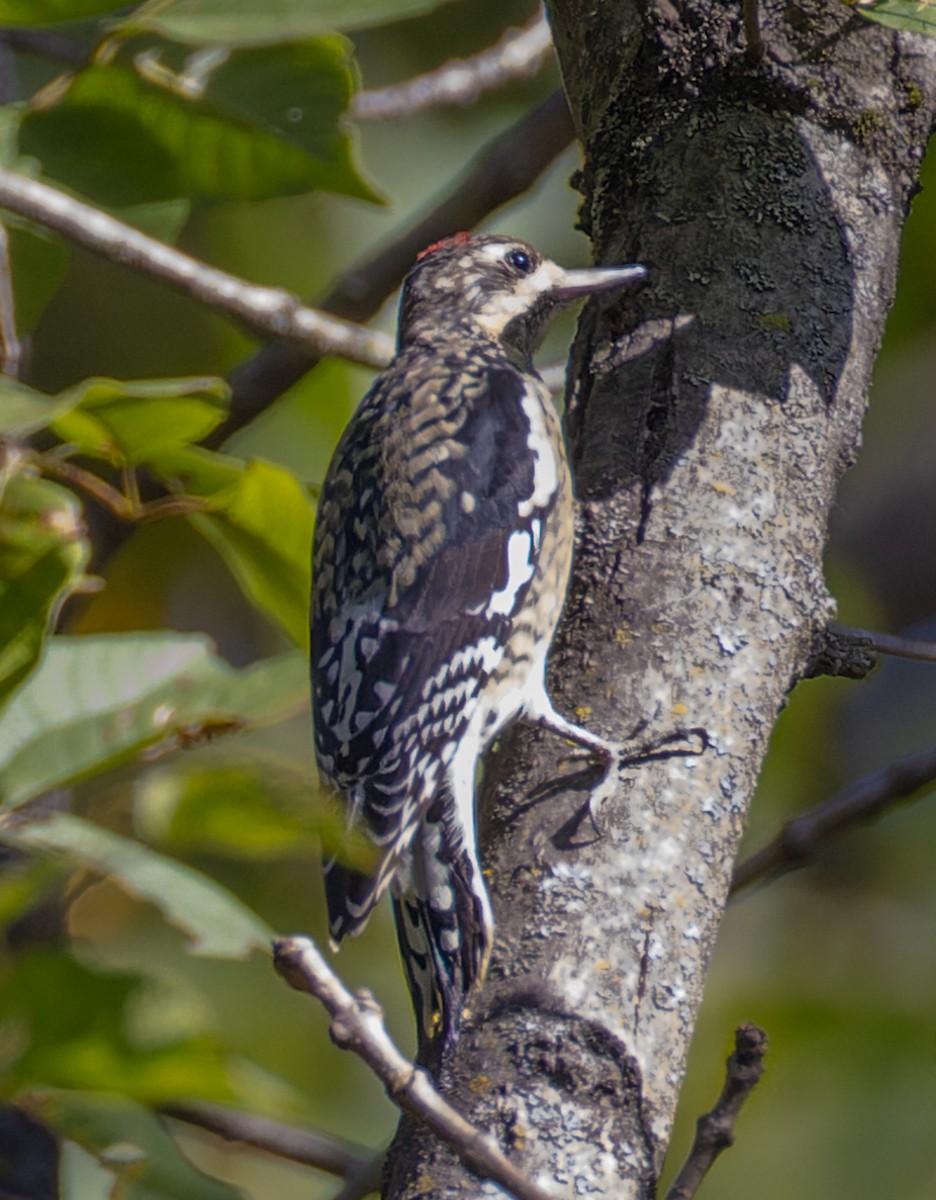 Yellow-bellied Sapsucker - ML642843347